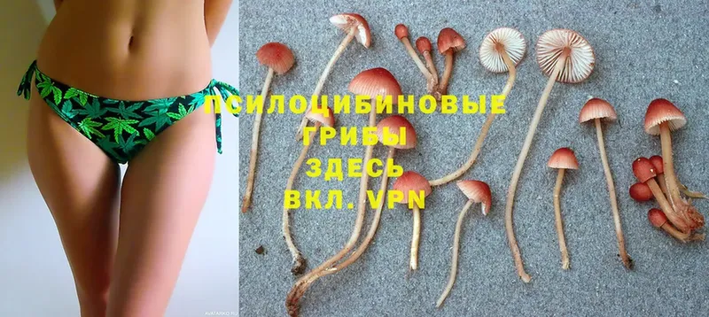 мега ССЫЛКА  Макушино  Псилоцибиновые грибы Psilocybe 